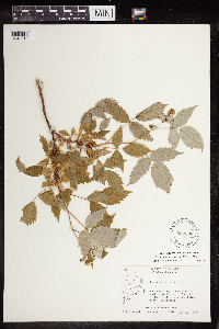 Rubus idaeus image