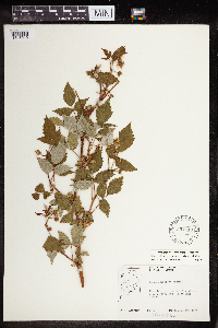 Rubus idaeus image