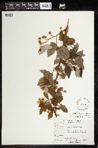 Rubus idaeus image