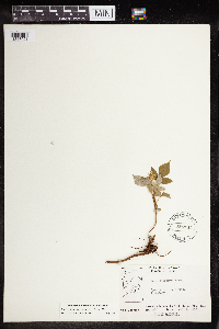 Rubus idaeus image