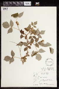 Rubus idaeus image