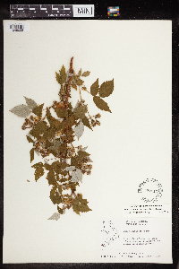 Rubus idaeus image