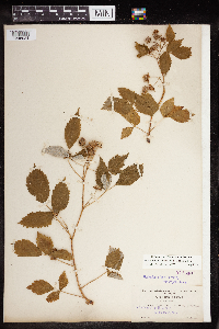 Rubus idaeus image