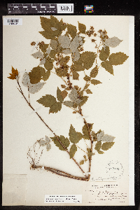 Rubus idaeus image