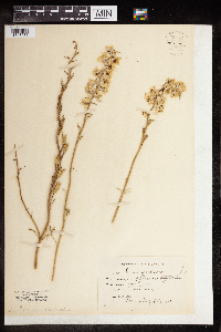 Delphinium carolinianum image