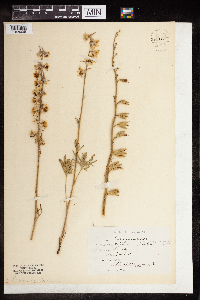 Delphinium carolinianum image