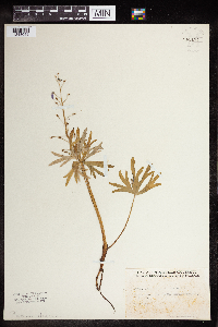 Delphinium tricorne image