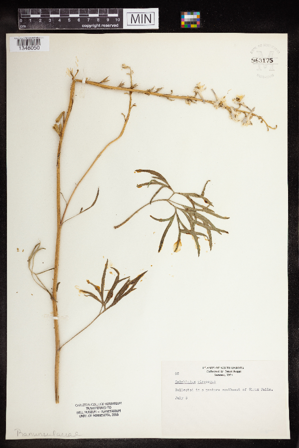 Delphinium carolinianum image