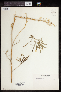 Delphinium carolinianum subsp. virescens image