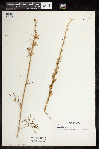 Delphinium carolinianum image
