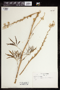 Delphinium carolinianum image