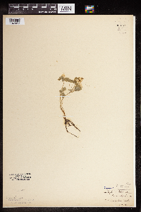 Enemion biternatum image