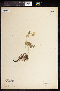 Enemion biternatum image