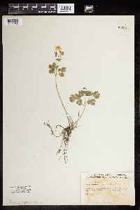 Enemion biternatum image