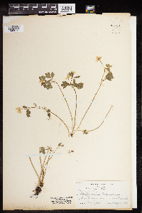 Enemion biternatum image