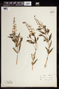 Lysimachia terrestris image