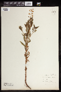 Lysimachia terrestris image