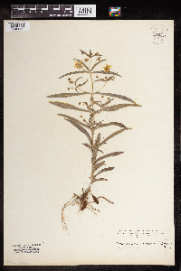 thumbnail image of current specimen