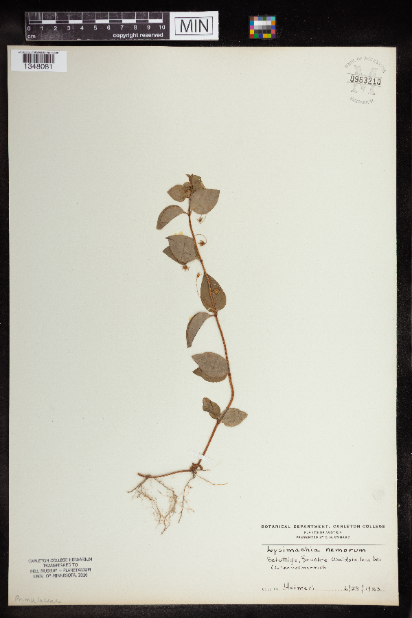Lysimachia nemorum image