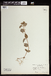 Image of Lysimachia nemorum