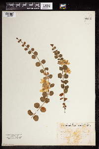 Lysimachia nummularia image