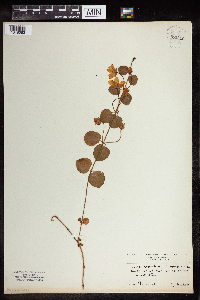 Lysimachia nummularia image
