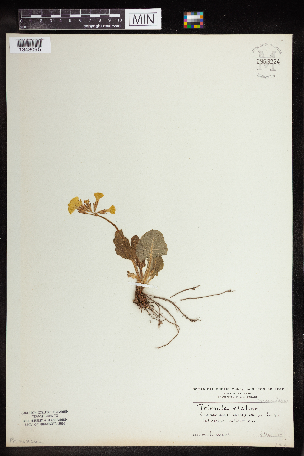 Primula elatior image