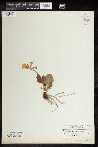 Media resource of Primula elatior