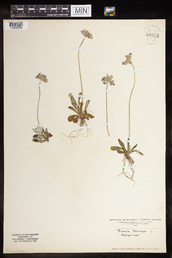 Primula farinosa image