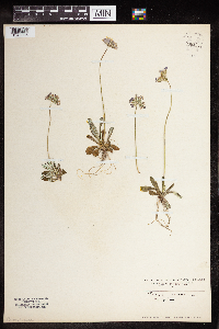 Media resource of Primula farinosa