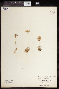 Primula farinosa image