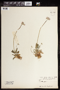 Primula farinosa image