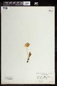 Media resource of Primula glutinosa