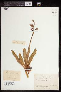 Primula parryi image