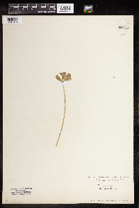 Media resource of Primula veris