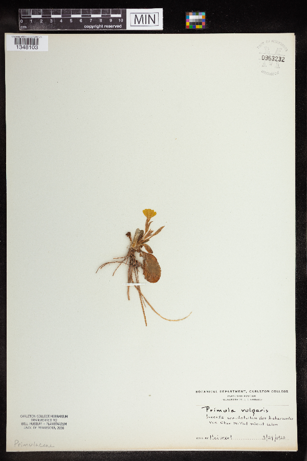 Primula vulgaris image