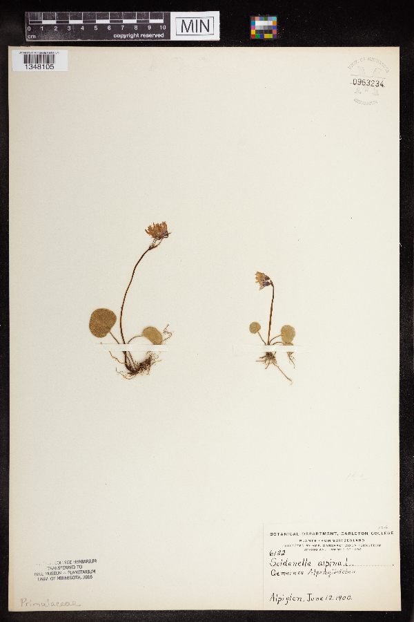 Soldanella alpina image