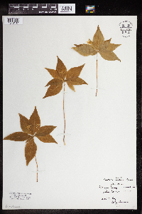 Image Associated With the Occurrence