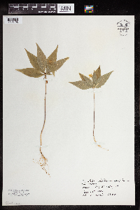 Image Associated With the Occurrence