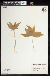 Image Associated With the Occurrence