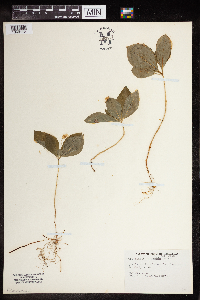 Lysimachia latifolia image