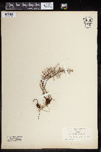 Media resource of Pellaea mucronata