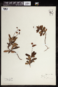 Image of Chimaphila umbellata