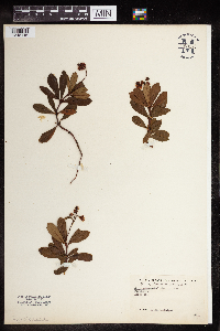 Chimaphila umbellata image
