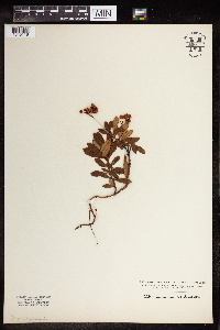 Chimaphila umbellata image