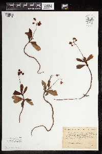 Chimaphila umbellata image