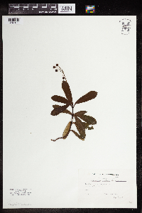 Chimaphila umbellata subsp. umbellata image