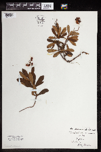 Chimaphila umbellata image