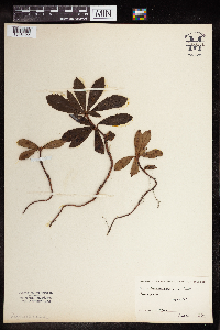 Chimaphila umbellata image