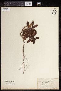 thumbnail image of current specimen